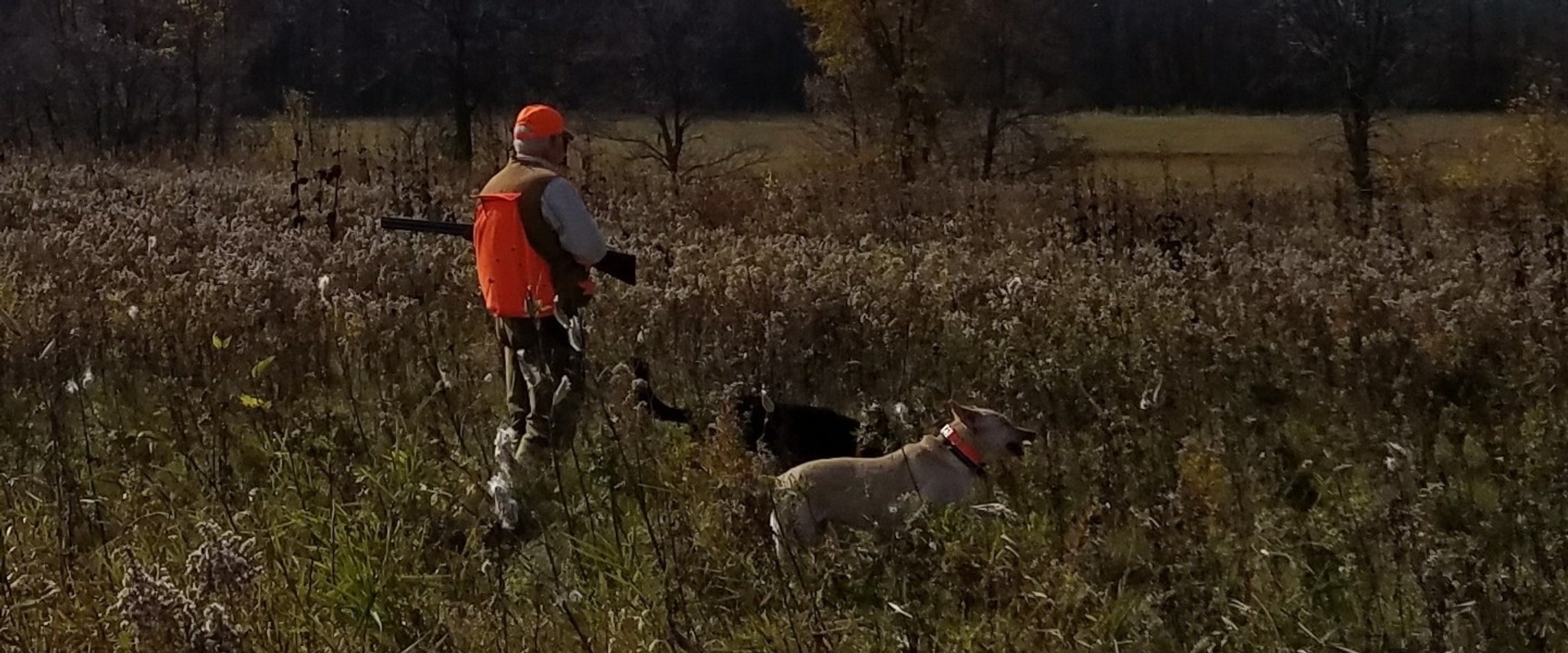 Two Labs.jpg